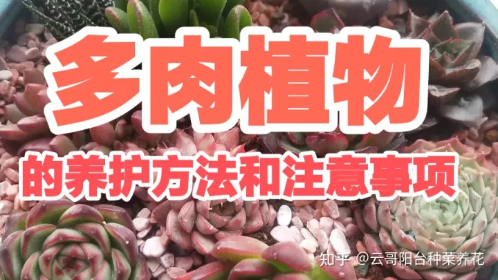 多肉植物的养护要点 多肉植物饲养注意事项