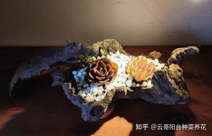多肉植物的养护要点 多肉植物饲养注意事项