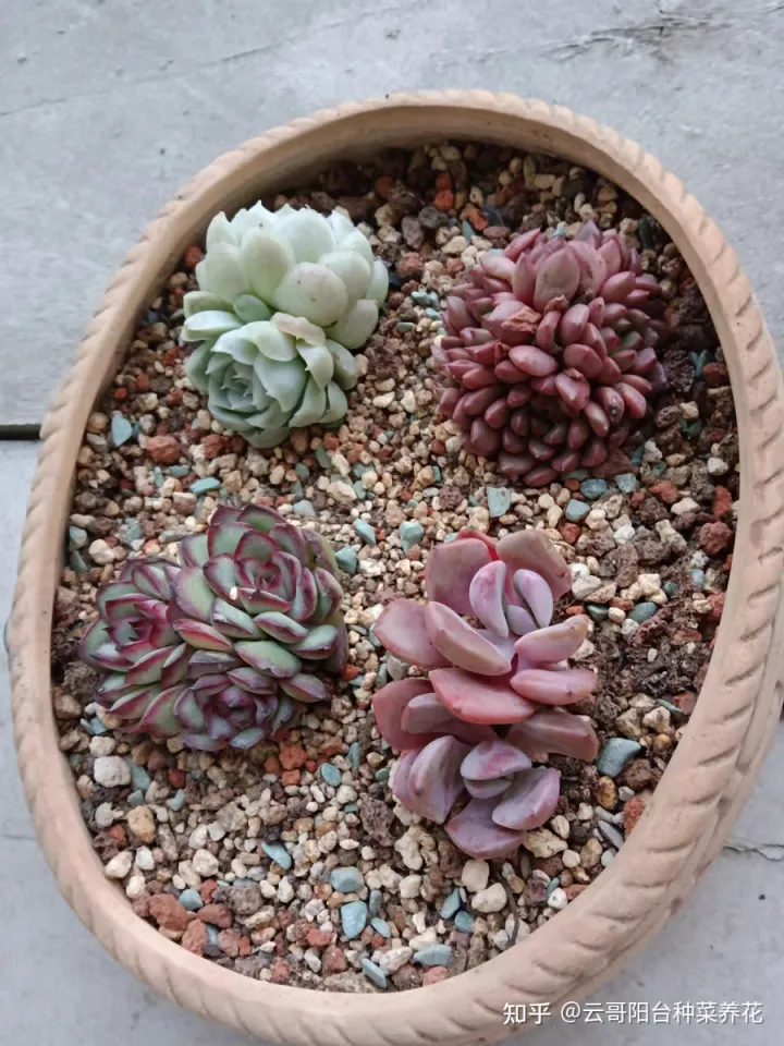 多肉植物的养护要点 多肉植物饲养注意事项