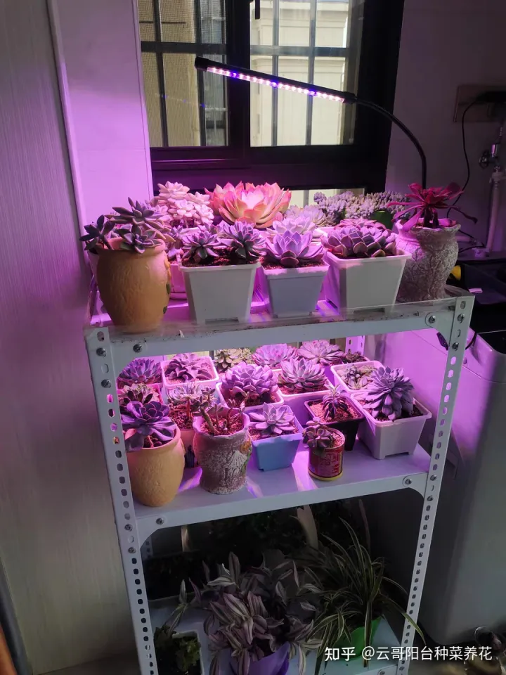 多肉植物的养护要点 多肉植物饲养注意事项