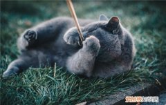 猫倒睫怎么判断,如何判断猫倒睫,怎么看猫是不是倒睫，怎么判断猫倒睫毛