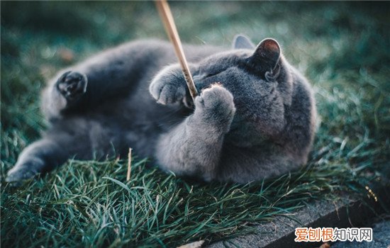 猫倒睫怎么判断,如何判断猫倒睫,怎么看猫是不是倒睫，怎么判断猫倒睫毛
