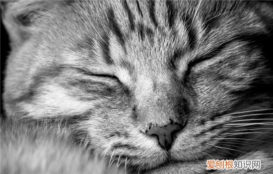 猫倒睫怎么判断,如何判断猫倒睫,怎么看猫是不是倒睫，怎么判断猫倒睫毛
