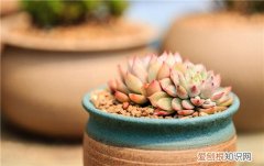 买来的多肉如何栽种视频播放 买来的多肉如何栽种视频教学