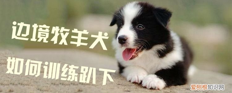边境牧羊犬如何训练趴下，边境牧羊犬如何训练趴下视频