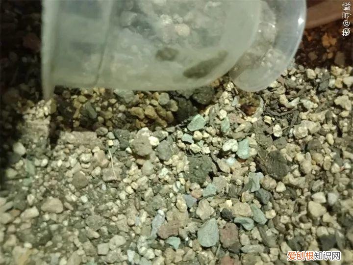 多肉根部叶子发软 多肉长气根了是怎么回事