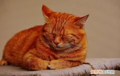 猫肋骨下方有硬块,猫肋骨下方有个硬疙瘩,猫肋骨下方有个硬硬的东西