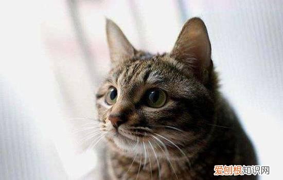猫耳朵边缘发黑,猫耳朵边缘发黑不长毛,猫咪耳朵边缘变黑，猫耳朵边缘变黑了