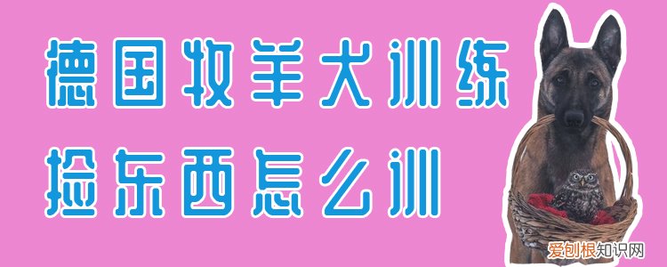 德国牧羊犬训练捡东西怎么训，狗怎么训练捡东西