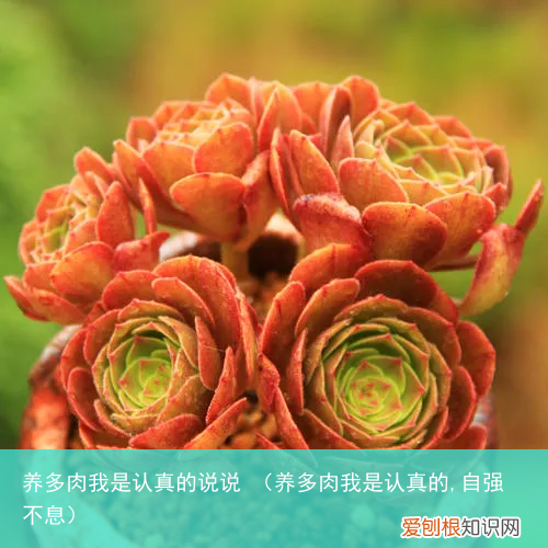 养多肉我是认真的,自强不息 养多肉我是认真的说说