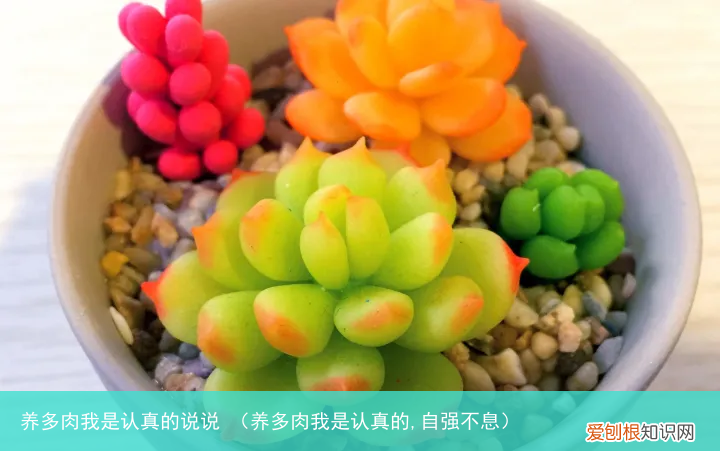 养多肉我是认真的,自强不息 养多肉我是认真的说说