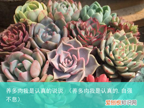 养多肉我是认真的,自强不息 养多肉我是认真的说说