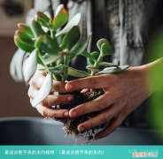 最适合新手养的多肉 最适合新手养的多肉植物