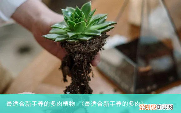 最适合新手养的多肉 最适合新手养的多肉植物