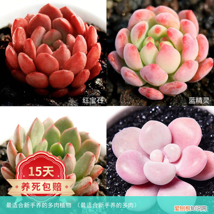 最适合新手养的多肉 最适合新手养的多肉植物