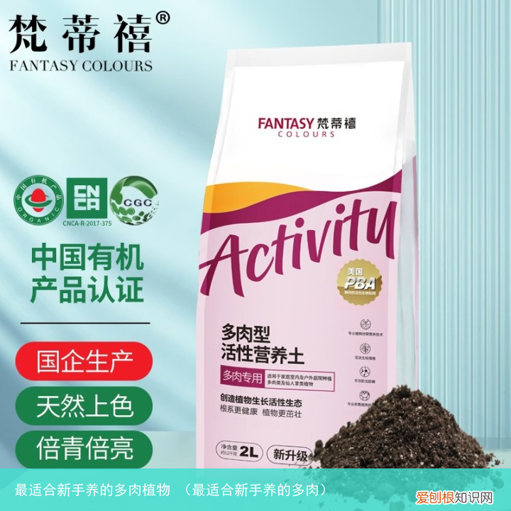 最适合新手养的多肉 最适合新手养的多肉植物