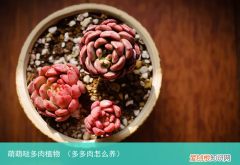 多多肉怎么养 萌萌哒多肉植物