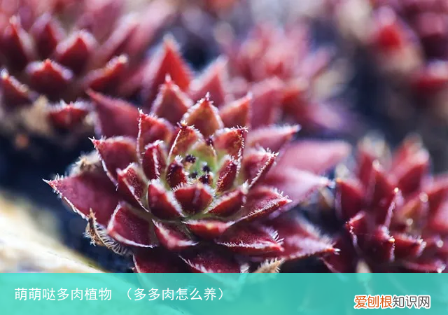 多多肉怎么养 萌萌哒多肉植物
