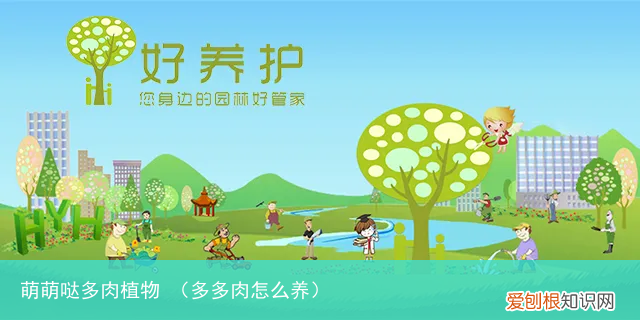 多多肉怎么养 萌萌哒多肉植物
