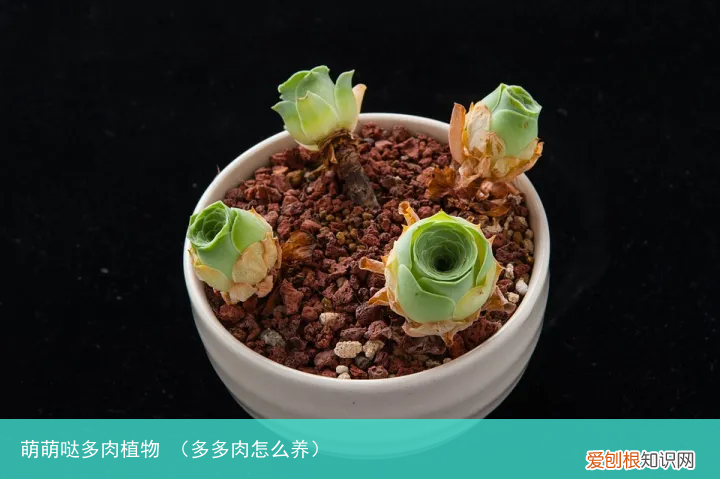 多多肉怎么养 萌萌哒多肉植物