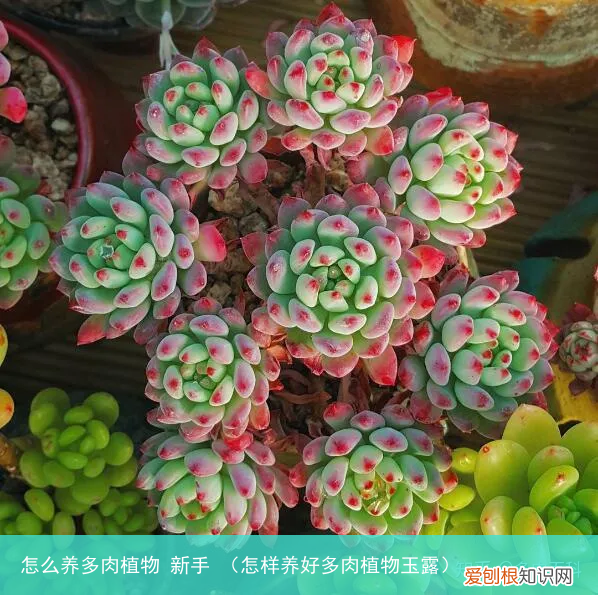 怎样养好多肉植物玉露 怎么养多肉植物 新手
