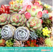 怎样养好多肉植物玉露 怎么养多肉植物 新手