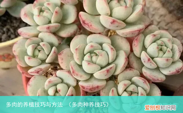 多肉种养技巧 多肉的养植技巧与方法