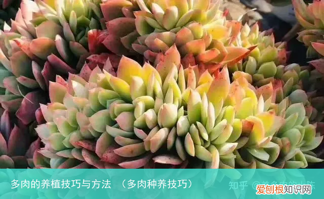 多肉种养技巧 多肉的养植技巧与方法