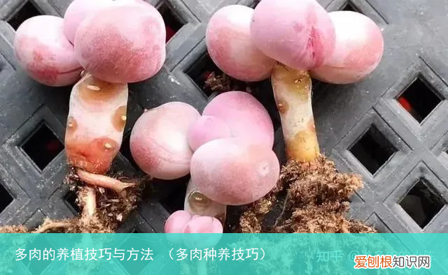 多肉种养技巧 多肉的养植技巧与方法