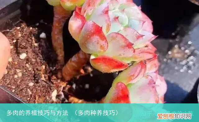 多肉种养技巧 多肉的养植技巧与方法