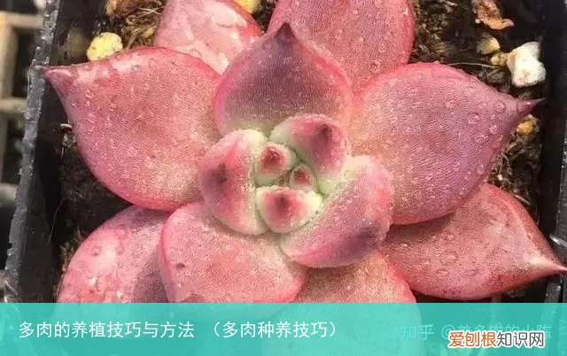 多肉种养技巧 多肉的养植技巧与方法