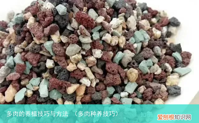 多肉种养技巧 多肉的养植技巧与方法