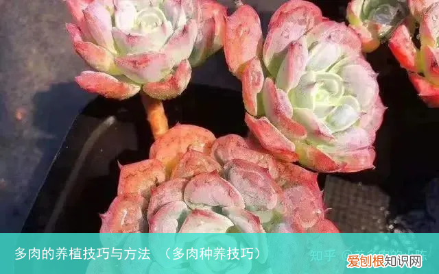 多肉种养技巧 多肉的养植技巧与方法