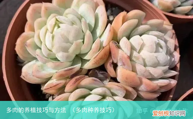 多肉种养技巧 多肉的养植技巧与方法
