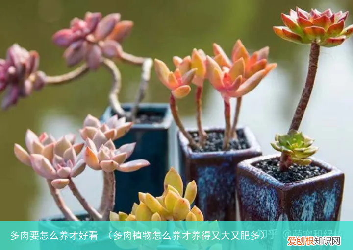 多肉植物怎么养才养得又大又肥多 多肉要怎么养才好看
