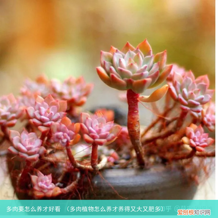 多肉植物怎么养才养得又大又肥多 多肉要怎么养才好看