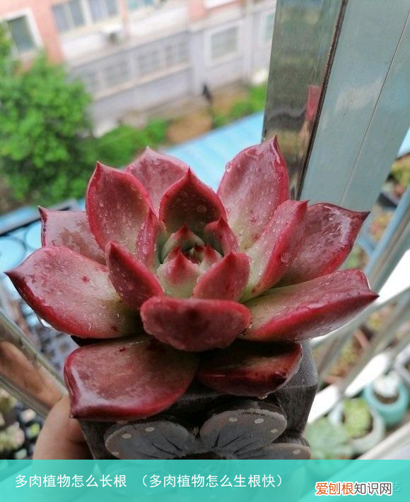 多肉植物怎么生根快 多肉植物怎么长根