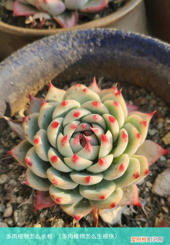 多肉植物怎么生根快 多肉植物怎么长根