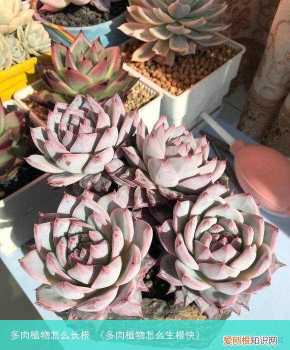 多肉植物怎么生根快 多肉植物怎么长根