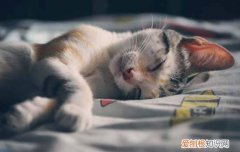 英短蓝白是不是不粘人 英短蓝白为什么不粘人