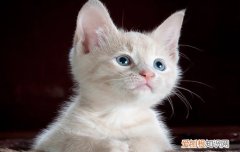 猫突然一抽一抽大喘气,猫突然大喘气像哮喘,猫突然大喘气不停，猫突然大喘气抽搐