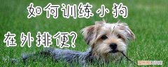 如何训练小狗在外排便，怎么训练小狗排便
