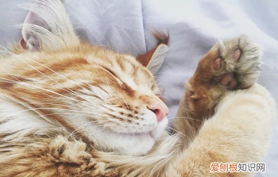 猫眼睛上面毛稀疏发红,猫眼睛上面毛稀疏,猫眼睛上面的毛稀疏，猫眼睛上毛很少怎么回事