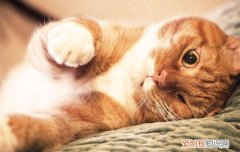 猫白色皮屑但没掉毛,猫白色皮屑不掉毛,猫白色皮屑毛根结疤，猫毛里有白色结痂皮屑不掉毛
