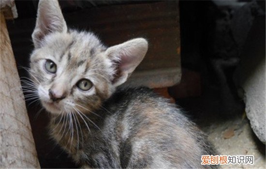 猫藓好治吗,猫藓好治疗吗,猫藓好治疗吗用什么药品，什么药可以治猫藓