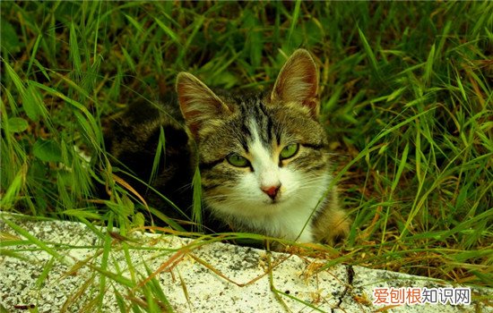 猫藓好治吗,猫藓好治疗吗,猫藓好治疗吗用什么药品，什么药可以治猫藓