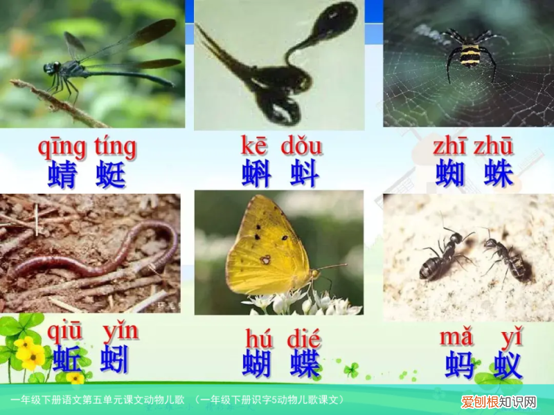 一年级下册识字5动物儿歌课文 一年级下册语文第五单元课文动物儿歌