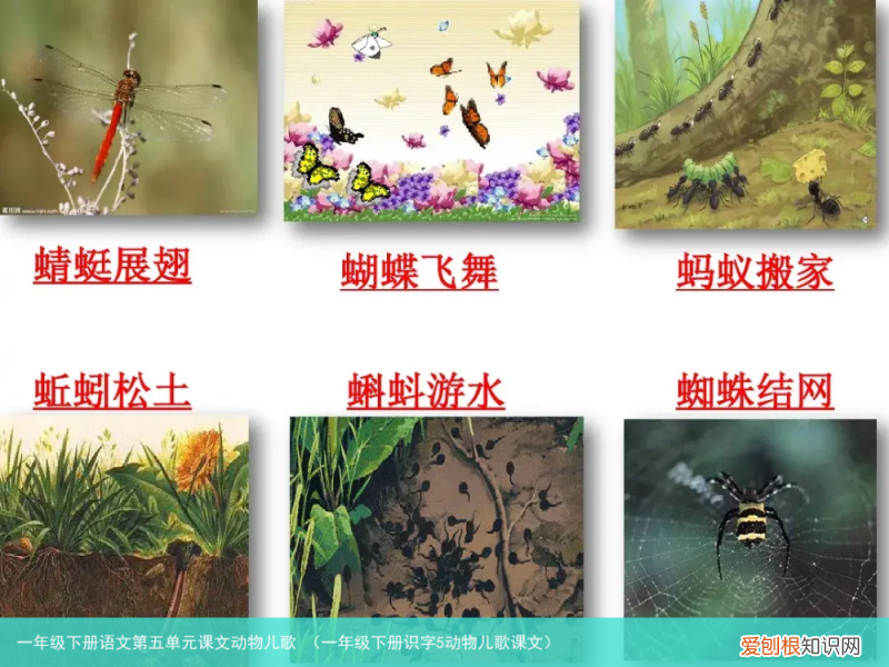 一年级下册识字5动物儿歌课文 一年级下册语文第五单元课文动物儿歌