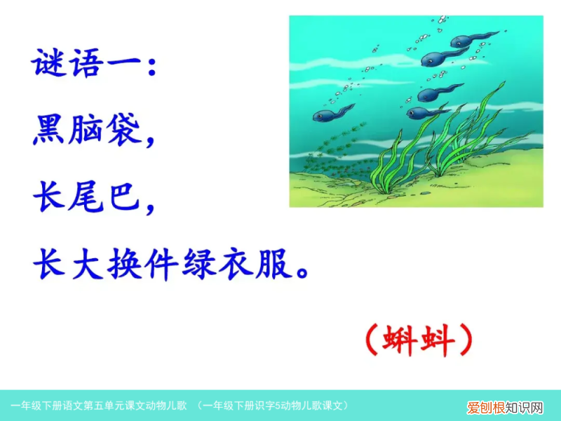 一年级下册识字5动物儿歌课文 一年级下册语文第五单元课文动物儿歌