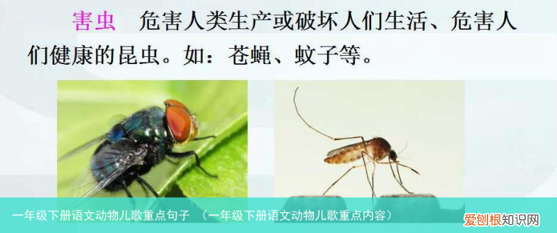 一年级下册语文动物儿歌重点内容 一年级下册语文动物儿歌重点句子